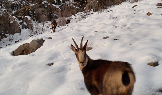 Munzur Dağları'nda çengel boynuzlu dağ keçileri görüntülendi