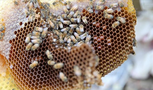 Siirt'in, tescilli Pervari balı izole bölgelerde üretilerek marka değeri korunuyor