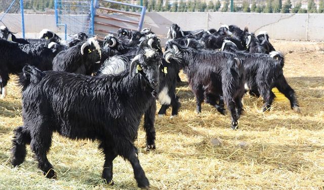 Burdur'da üniversitenin "Honamlı oğlakları" görücüye çıkıyor