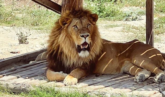 Antalya'da aslan paniği! Hayvan parkından kaçtı, 1 kişiyi ağır yaraladı!