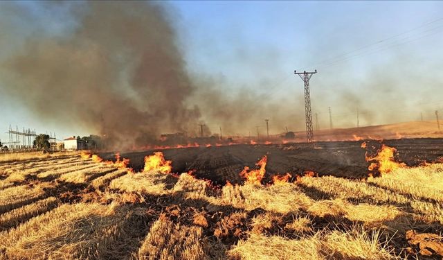 Şanlıurfa'da anız yakan 114 kişiye adli işlem uygulandı