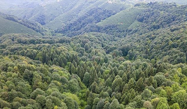 Karaman'da ormanlık alanlara girişler 15 Ekim'e kadar yasaklandı