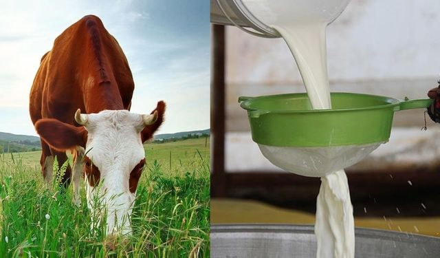 TÜİK: Ticari süt işletmelerince toplanan inek sütü miktarı yıllık yüzde 3,2 azaldı