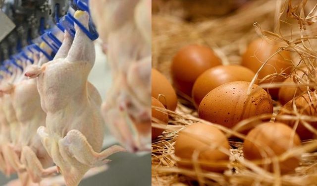 TÜİK: Ekim 2025'te tavuk eti üretimi 247 bin 392 ton, tavuk yumurtası üretimi 1,81 milyar adet olarak gerçekleşti