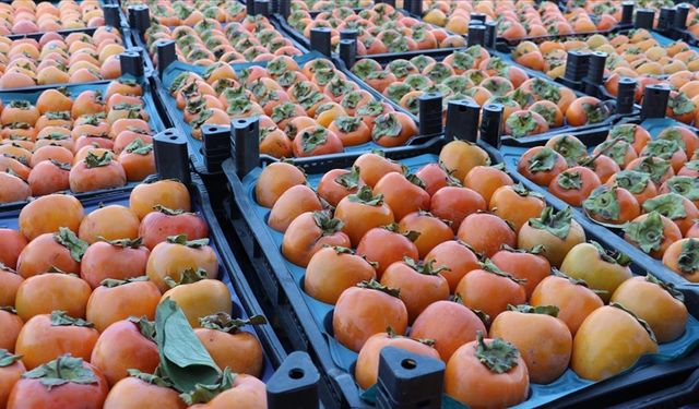 Cennet hurması faydaları nelerdir?