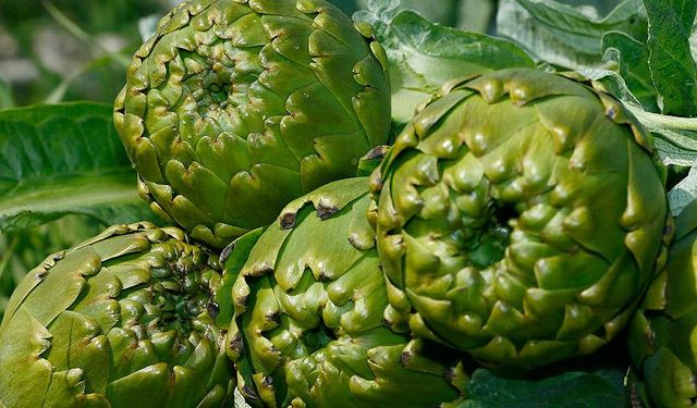 Kalp sağlığından, karaciğer temizliğine: Enginarın 7 faydası