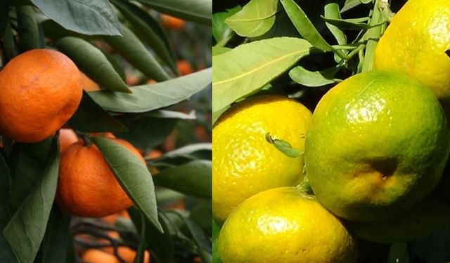 Yeşil ve sarı mandalina arasındaki fark nedir?