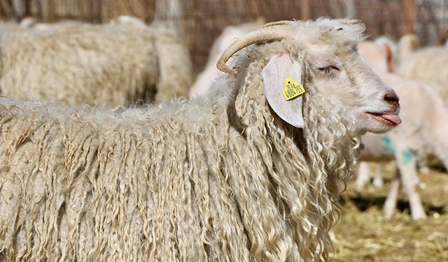 Tiftik, sözleşmeli üretim kapsamına alındı