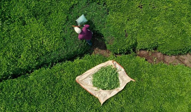 ÇAYKUR'da geçici işçiler sözleşmeli personel olabilecek