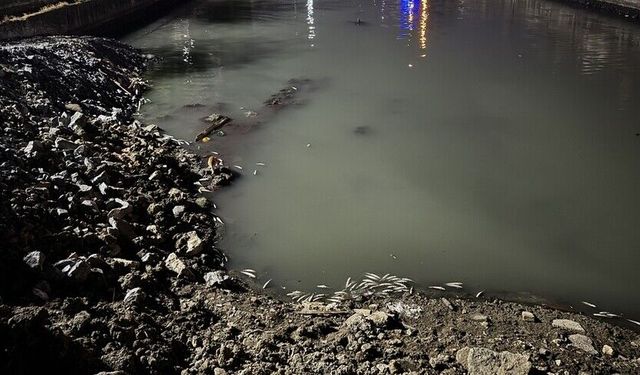 Bakırköy'de sahile bağlantısı bulunan dere yatağında ölen binlerce balık kıyıya vurdu
