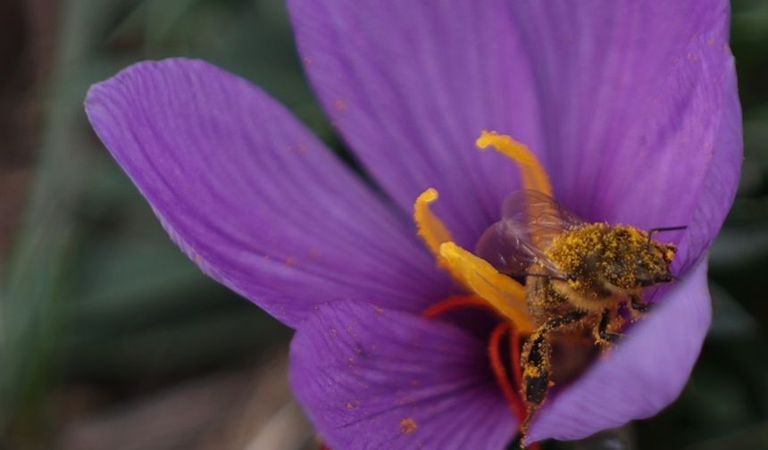 Arıların "safran çiçeği" mesaisi