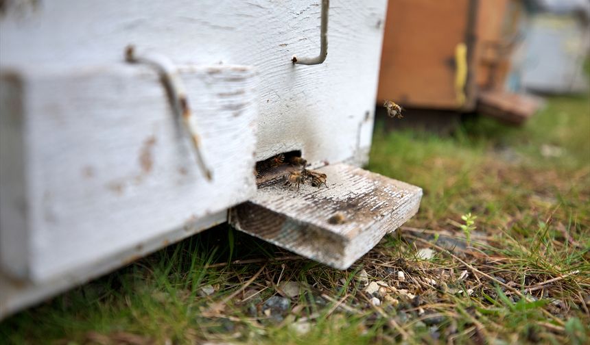 "Yalancı bahar" ve zirai ilaç kullanımı arı ölümlerine yol açabiliyor