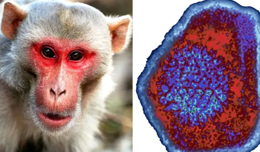 Hong Kong'da ilk kez bir kişide "Monkey B" virüsü tespit edildi
