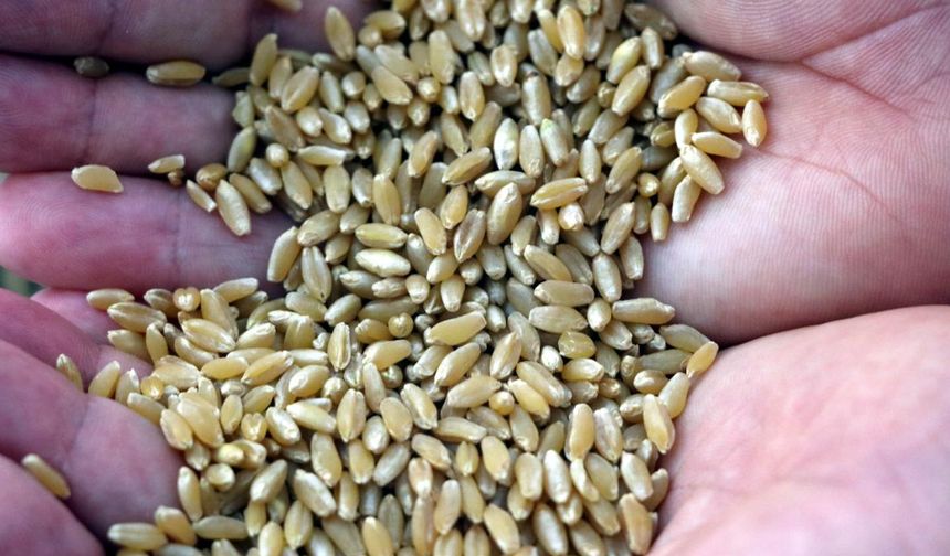 Diyarbakır'da 93 çiftçiye 127 ton çeltik tohumu dağıtılacak