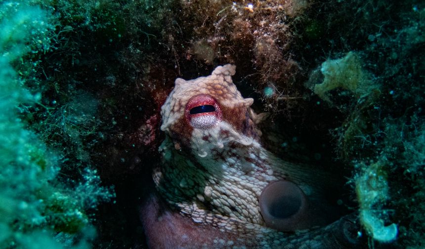 Karaburun'da su altında yaşayan farklı hayvan türleri fotoğrafladı