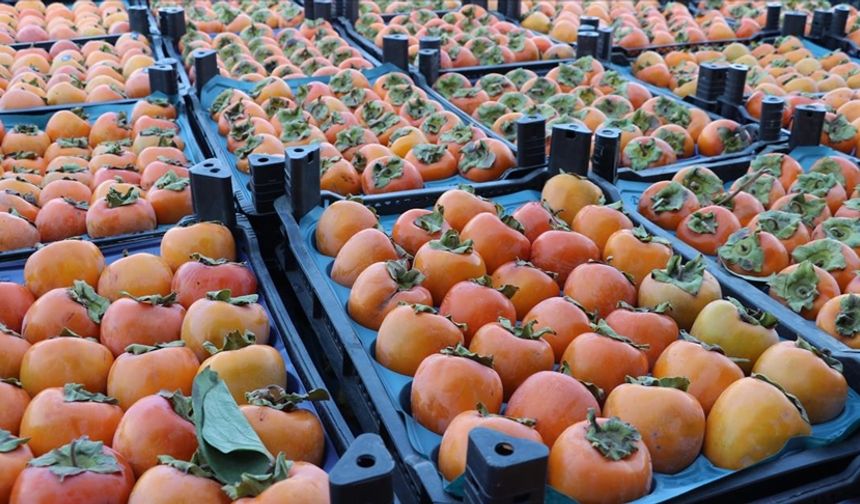 Cennet hurması faydaları nelerdir?