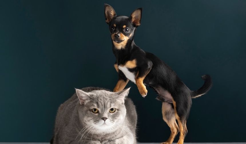 Proplan ile Evcil Dostlar İçin Dengeli Beslenme Deneyimi