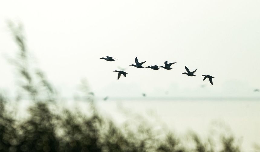 Manyas Kuş Cenneti'nde gün batımı