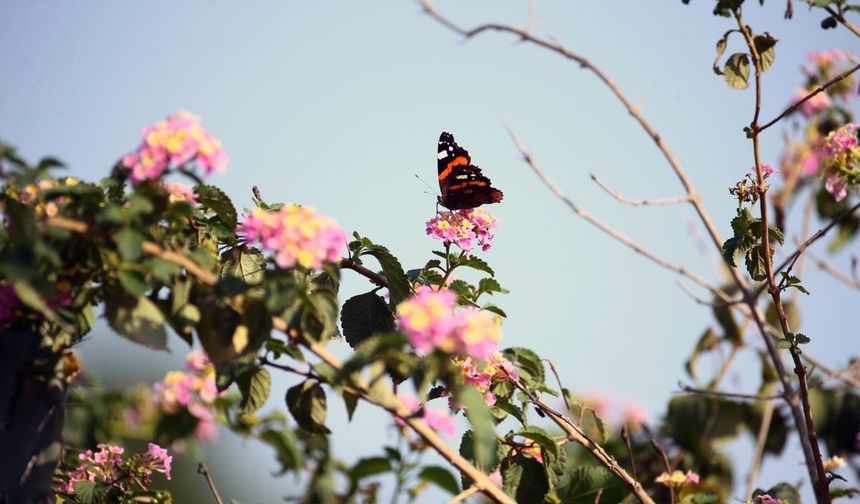 Yumurtalık Lagünü farklı türlerdeki canlılara yaşam alanı sunuyor