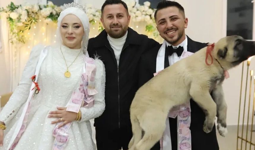 Düğünde gelin ve damada takı yerine çoban köpeği hediye edildi