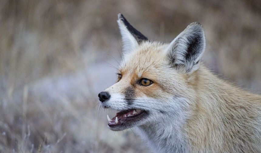 Munzur Vadisi Milli Parkı'nda doğal yaşam