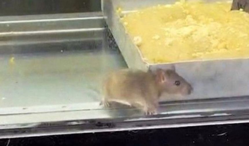 O görüntüler mide bulandırdı! İzmir'de börek tezgahlarında fareler dolaştı