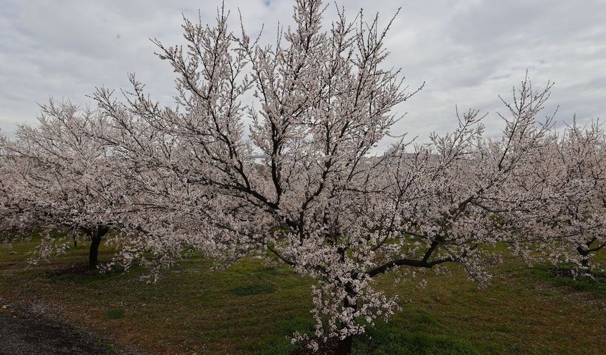 "Dünya kayısı başkenti" Malatya beyaz gelinliğini giydi