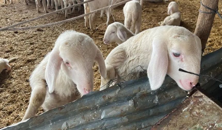Kurbanlık pazarlıkları başladı, fiyatlardaki yükseliş dikkat çekti