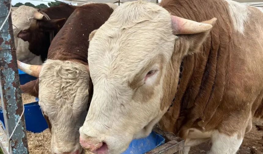 Kurban pazarları için takvim belli oldu: Kurban satışları ne zaman başlayacak?