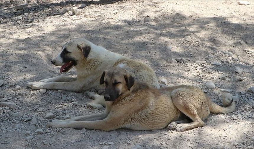 Valilik'ten sahipsiz köpeklerin toplatılmasına ilişkin yazı