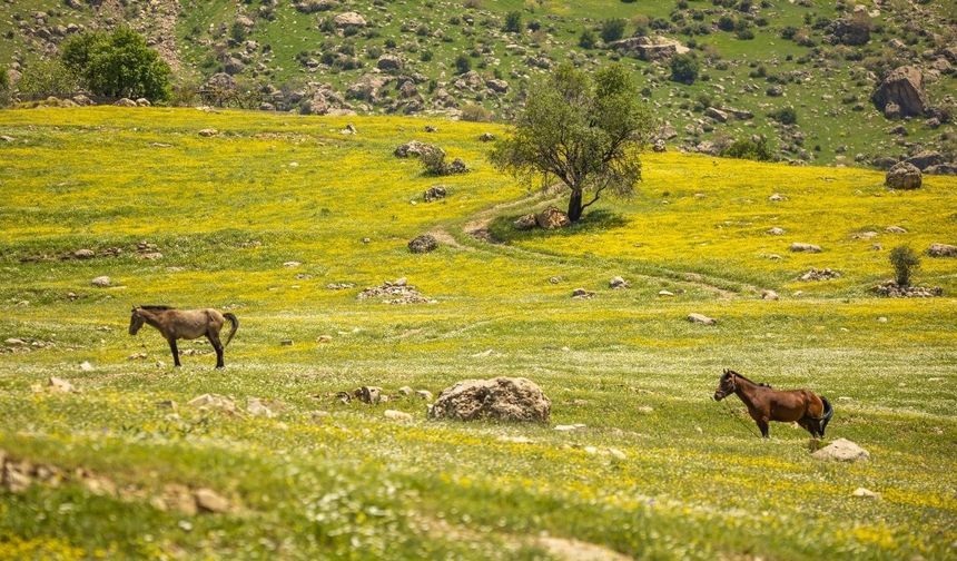 Süleymaniye’de Bitven Ovası baharla canlandı
