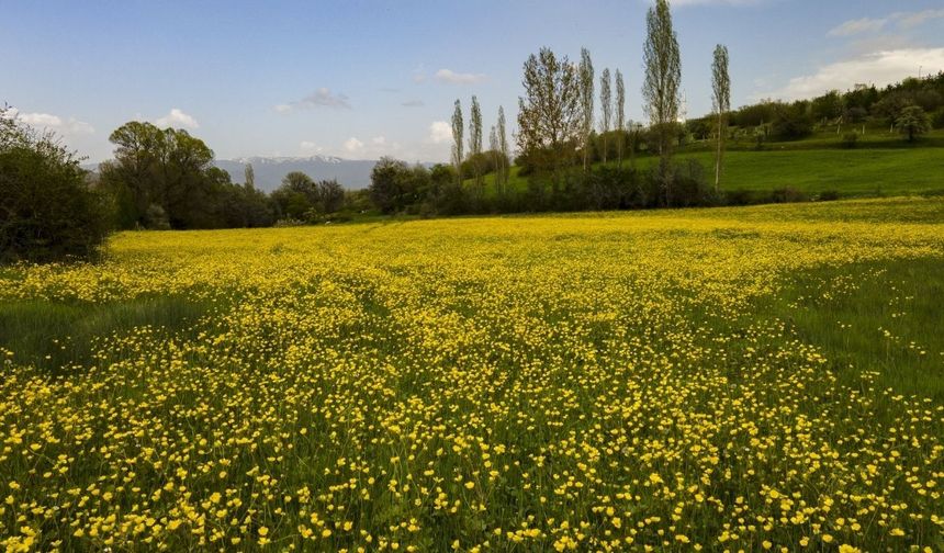 Giresun ilkbahar renklerine büründü