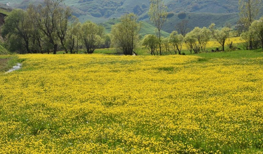 Gümüşhane'nin "Sarıçiçek" köyü doğaseverleri ağırlıyor