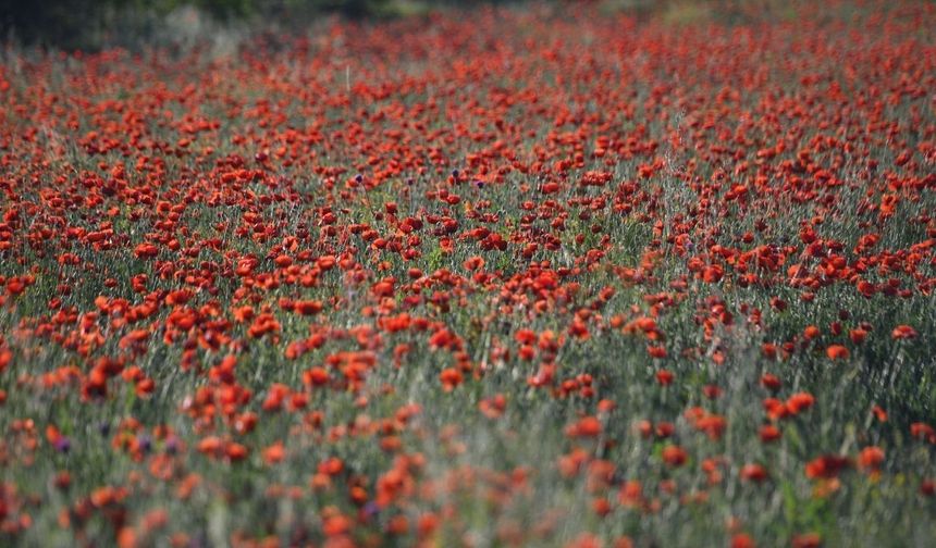 Nadasa bırakılan tarla gelinciklerle renklendi