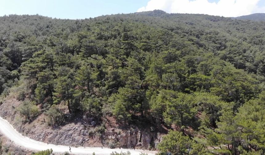 Bilecik'te ormanlık alan ve yaylalara girişler yasaklandı