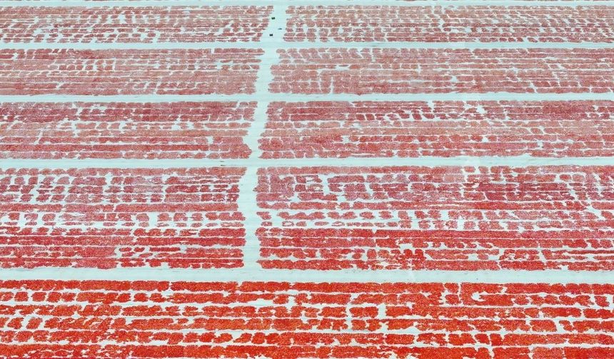 Güneşe serilen domatesler Torbalı Ovası'nı kırmızıya bürüdü