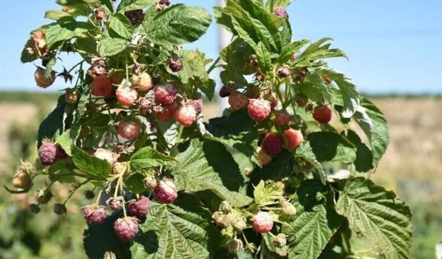 Alternatif ürün olarak yetiştirilen ahududu ve böğürtlen çiftçiye yeni gelir kapısı oldu