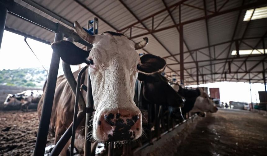 Amasya'da hayvan pazarları geçici olarak kapatıldı
