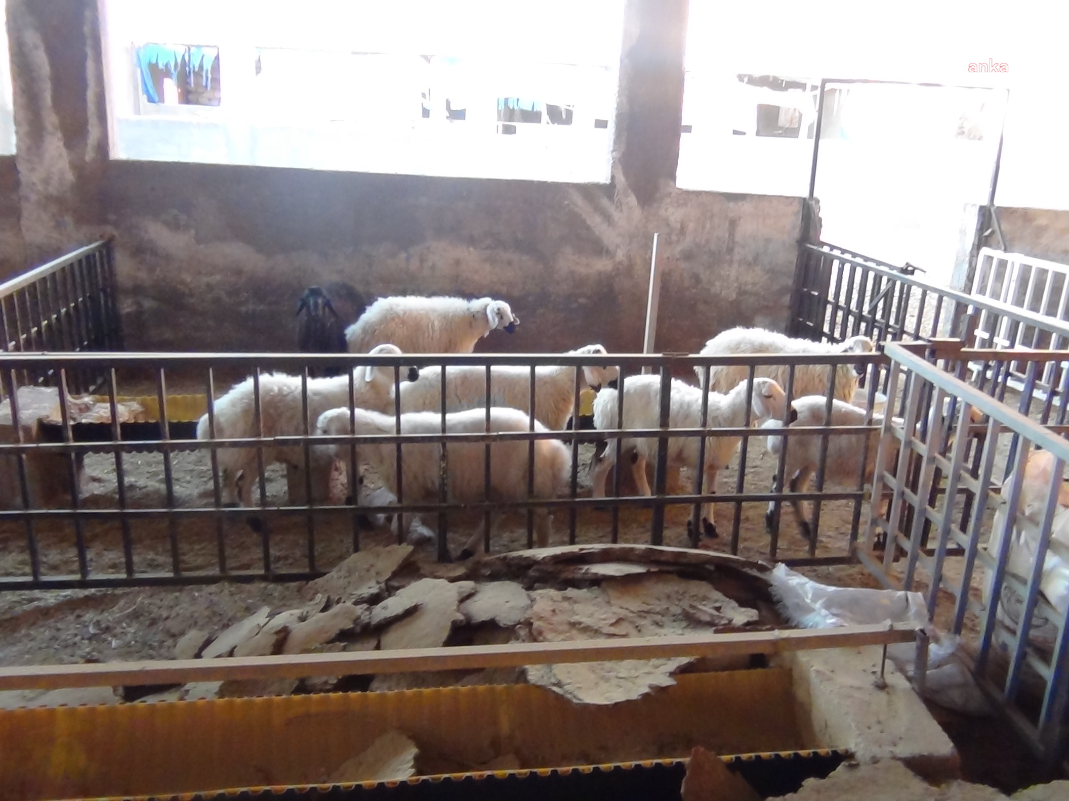 5c95da72-8847-49f8-8acf-98cd4e535b7d-w