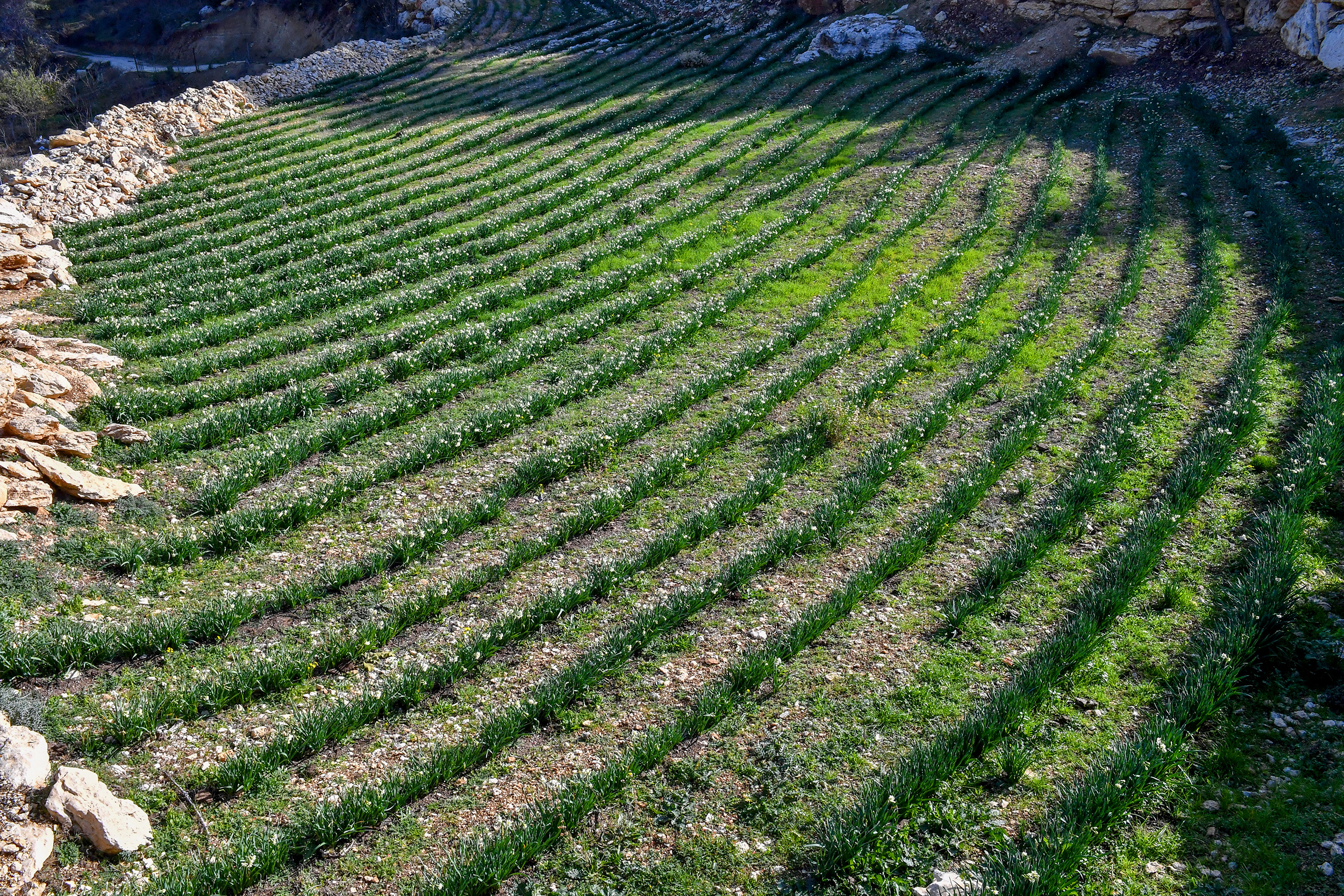 BÜYÜKŞEHİR’DEN NERGİS FESTİVALİ (2)