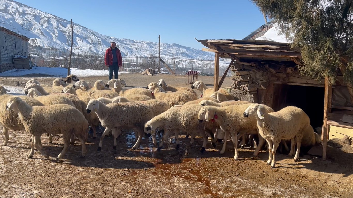 AA-20230213-30287727-30287725-SIVASTA_BIR_ARAYA_GELEN_BESICILER_DEPREMZEDELER_ICIN_22_KOYUN_BAGISLADI