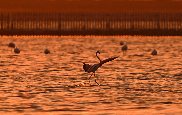 Gediz Deltası'nda binlerce flamingo yumurtadan çıktı