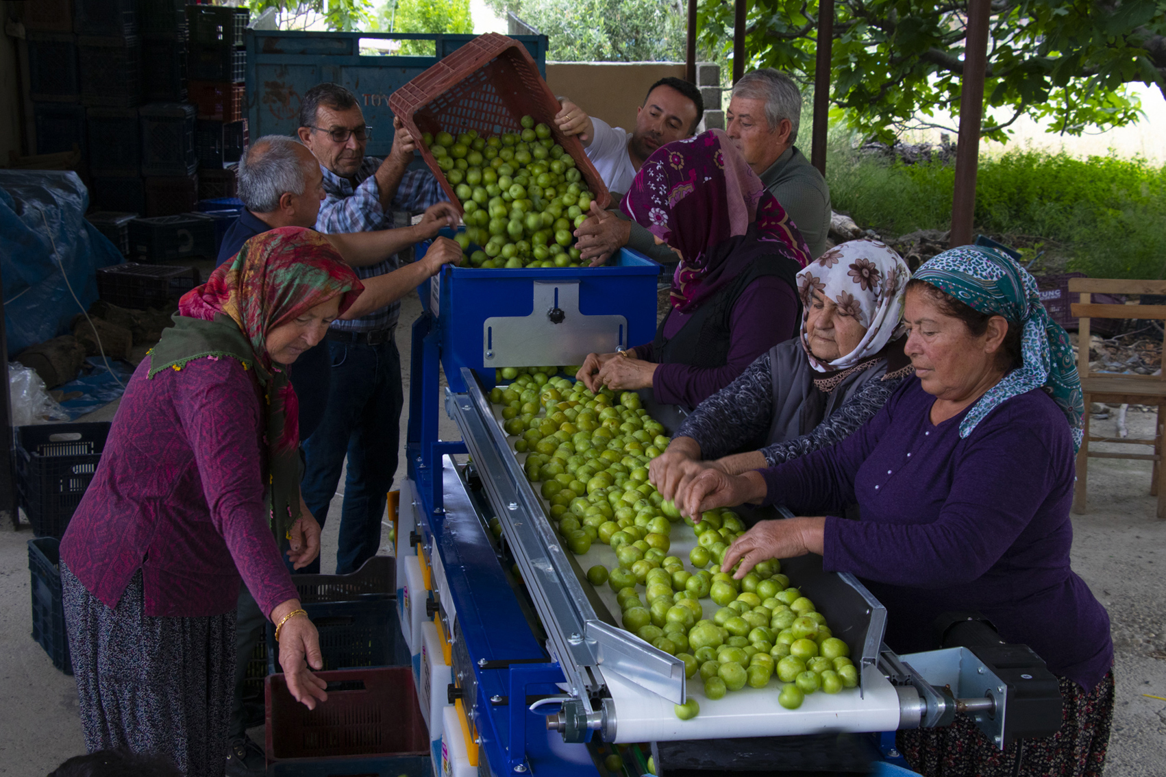 BÜYÜKŞEHİRİN DESTEKLERİYLE ÜRÜNLERİN DEĞERİ ARTIYOR  (2)