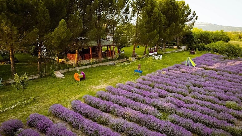 Safranbolu’da lavanta mevsiminin eşsiz güzelliği