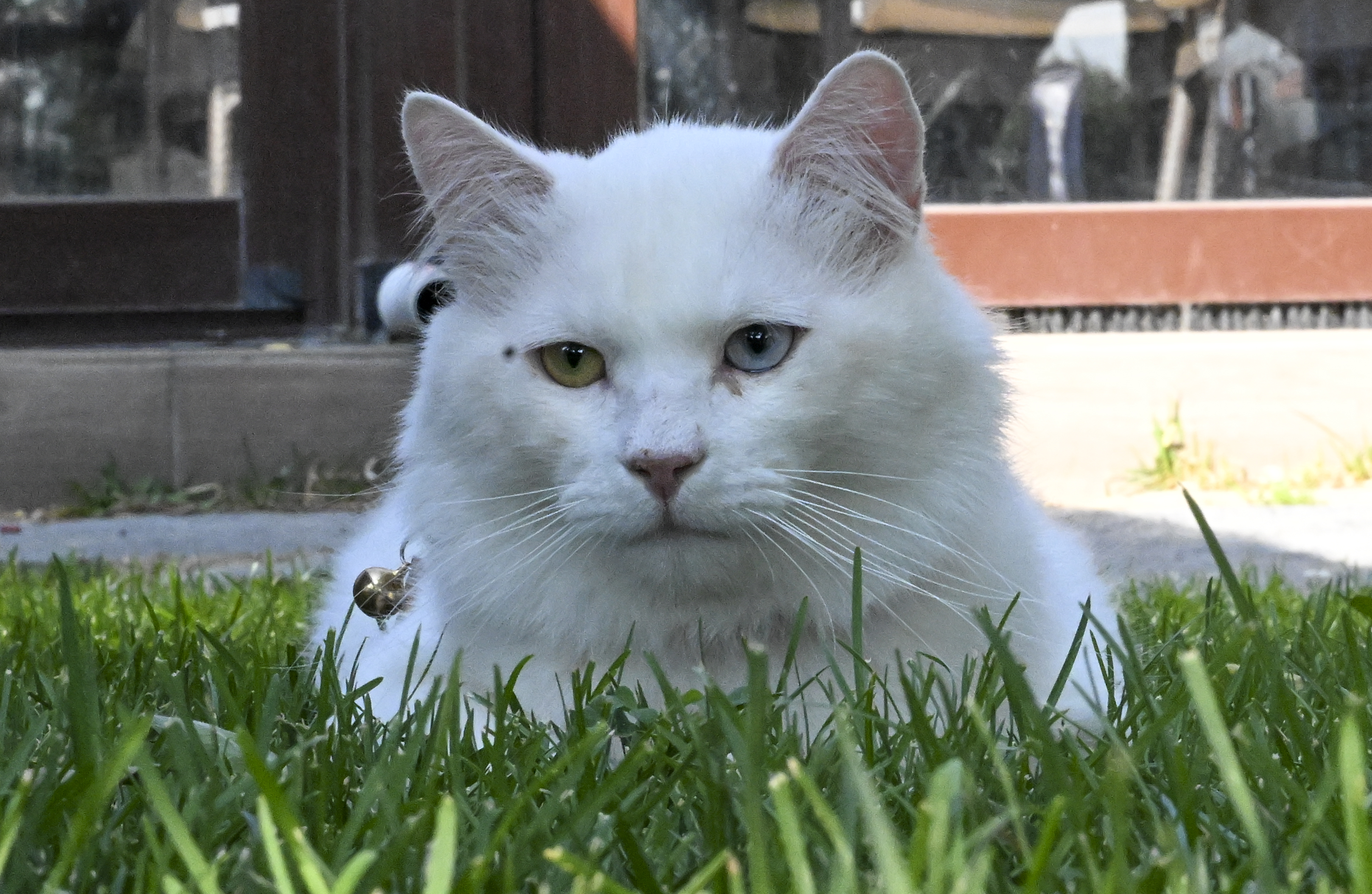 AA-20230812-31903807-31903796-ANKARA_KEDISI_SEYMEN_YENI_YUVASI_AYASOFYAI_KEBIR_CAMIINE_UGURLANDI