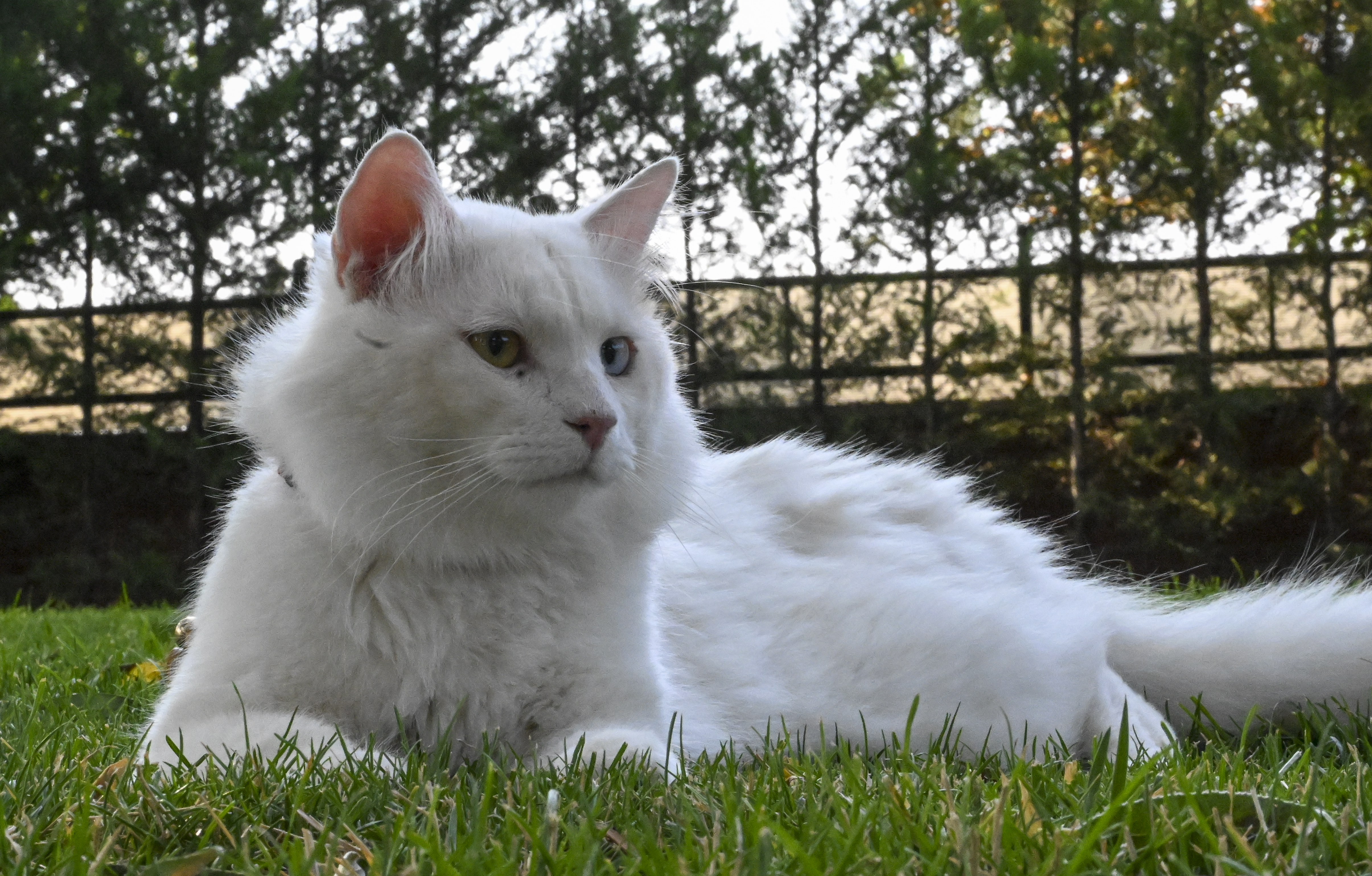 AA-20230812-31903807-31903797-ANKARA_KEDISI_SEYMEN_YENI_YUVASI_AYASOFYAI_KEBIR_CAMIINE_UGURLANDI