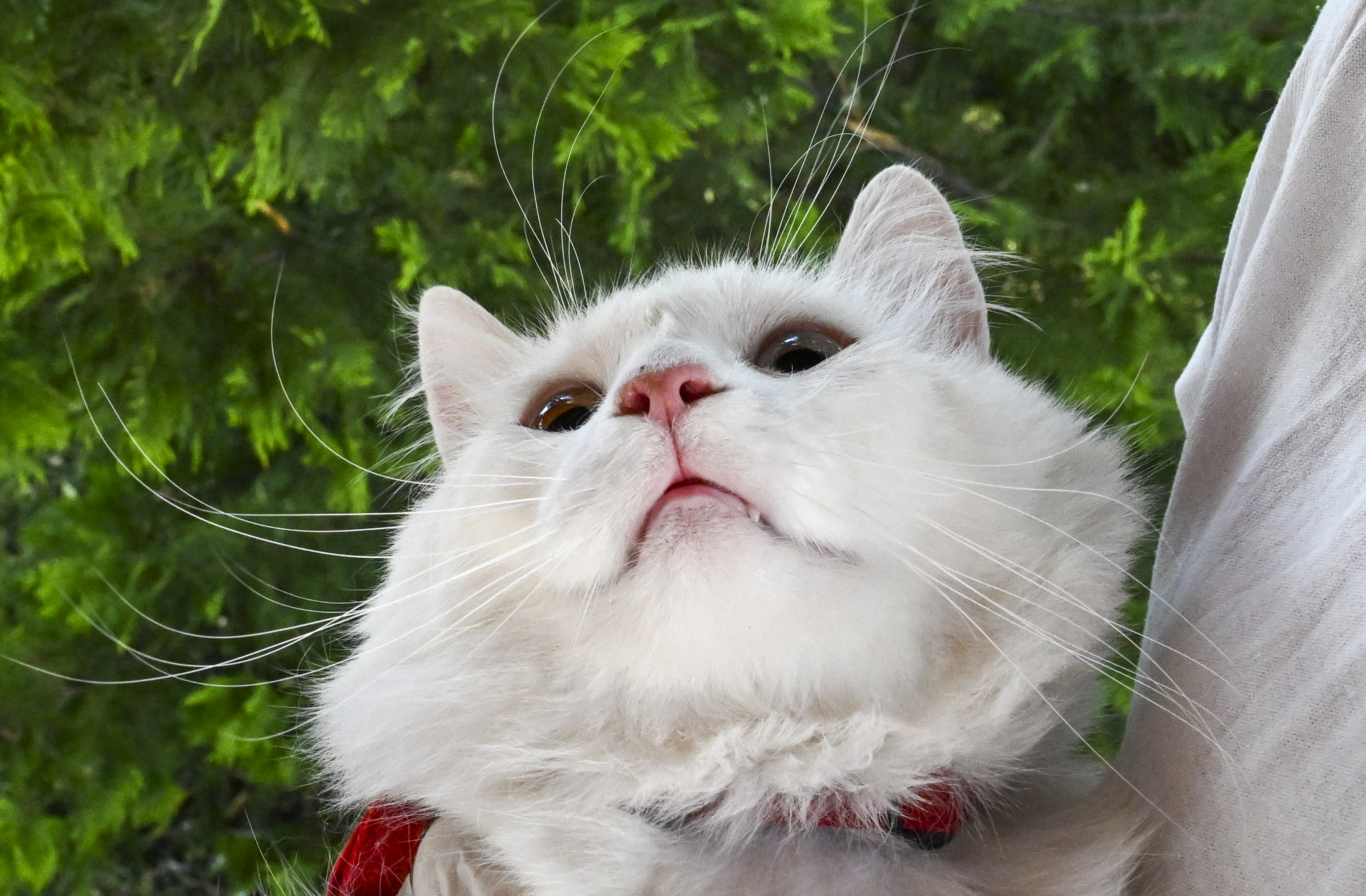 AA-20230812-31903807-31903802-ANKARA_KEDISI_SEYMEN_YENI_YUVASI_AYASOFYAI_KEBIR_CAMIINE_UGURLANDI