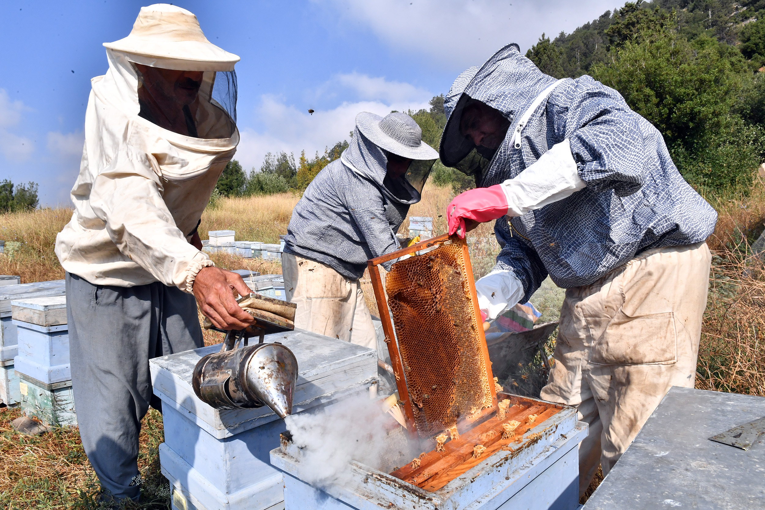 ARICILAR, BALLARINI ARTIK MODERN ÇADIRLARDA SAĞACAK (2)