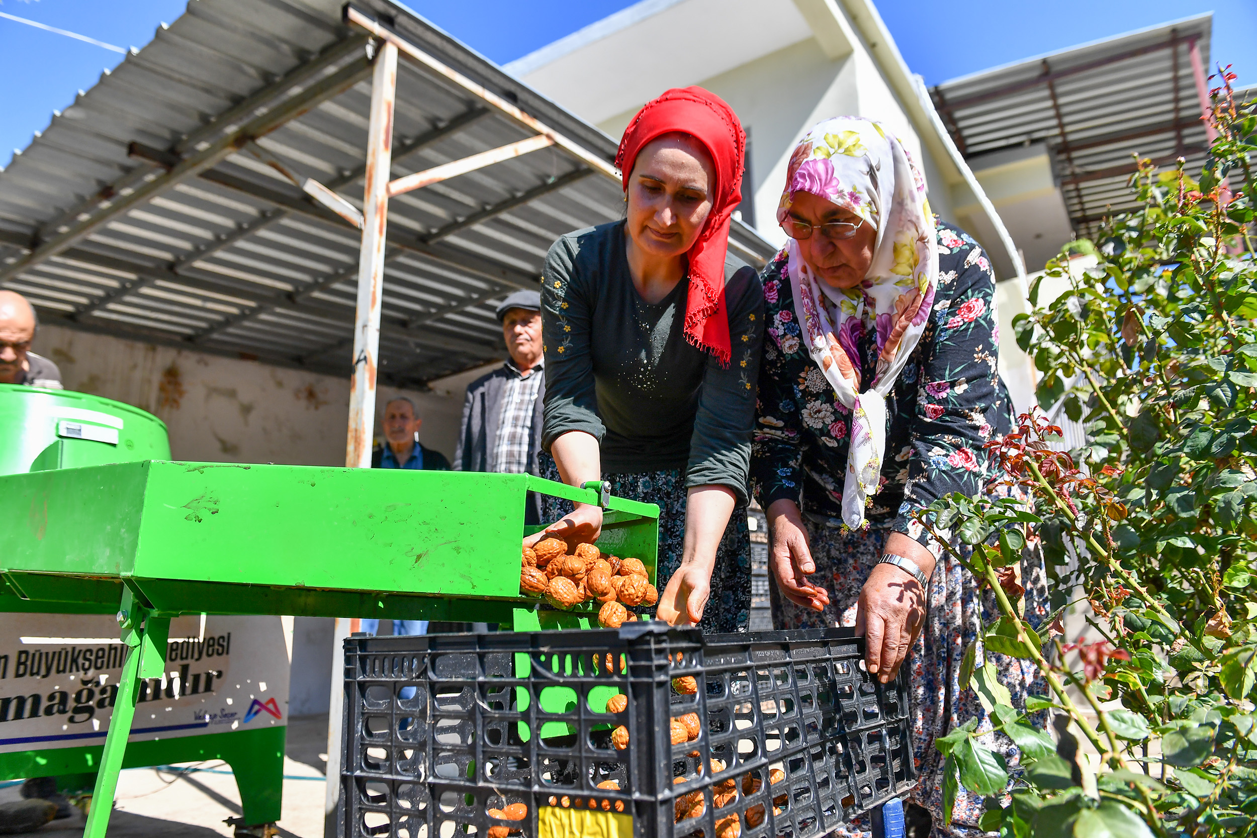 CEVİZLERİ MAKİNE SOYUYOR, ÜRETİCİ KEYFİNİ ÇIKARIYOR (6)