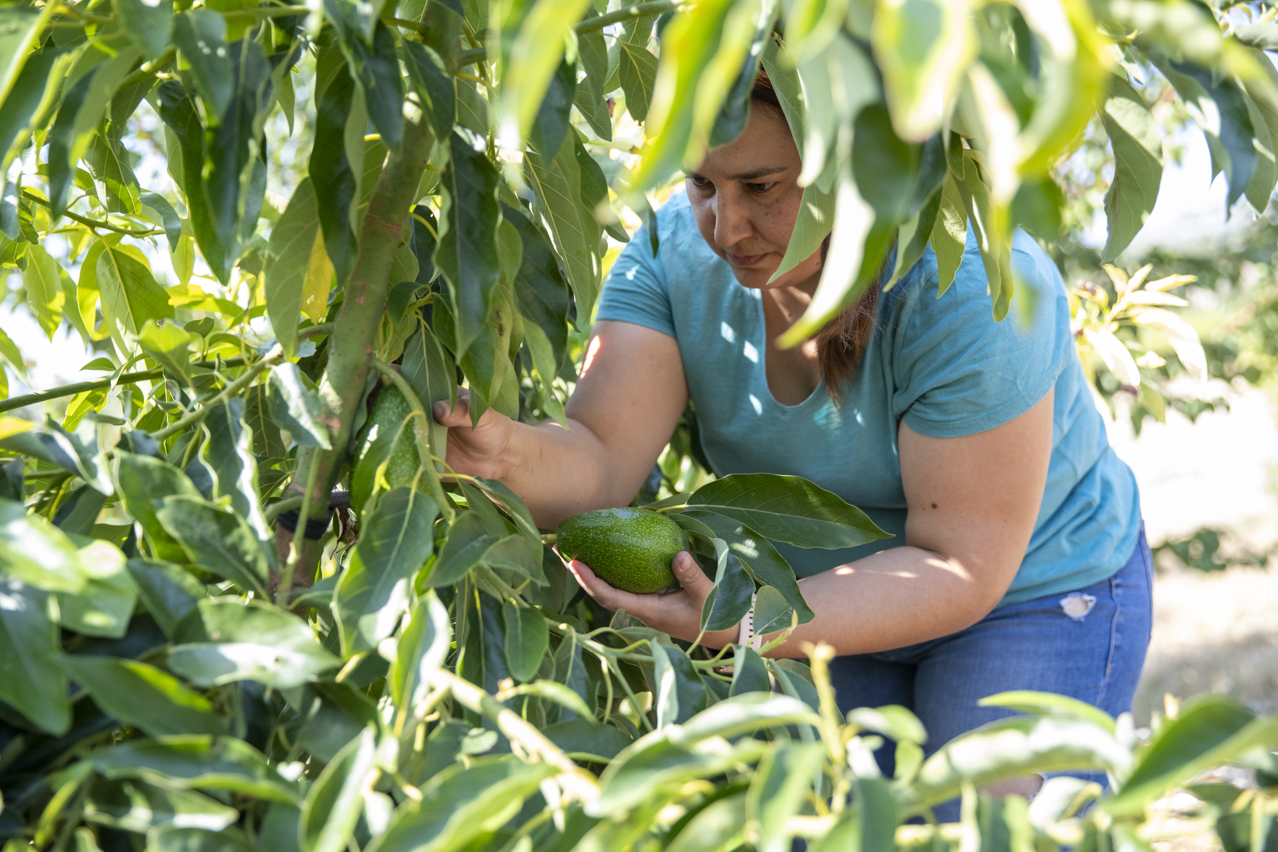 ÇİFTÇİ KADINLARIN YANINDA MERSİN BÜYÜKŞEHİR VAR (1)